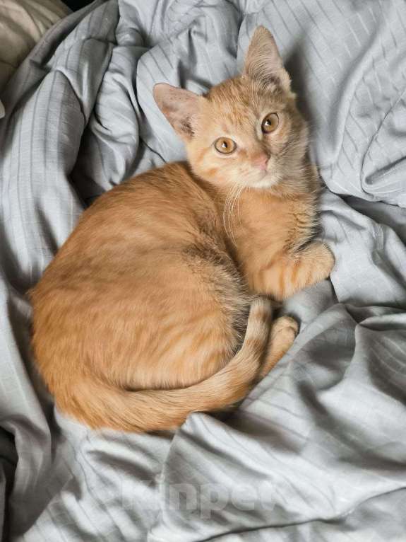 Кошки в Красногорске: Уютный малышок Антошка 4 месяца ищет дом Мальчик, Бесплатно - фото 7