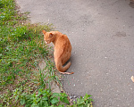Кошки в Москве: Котенок Искорка ищет дом Девочка, Бесплатно - фото 5