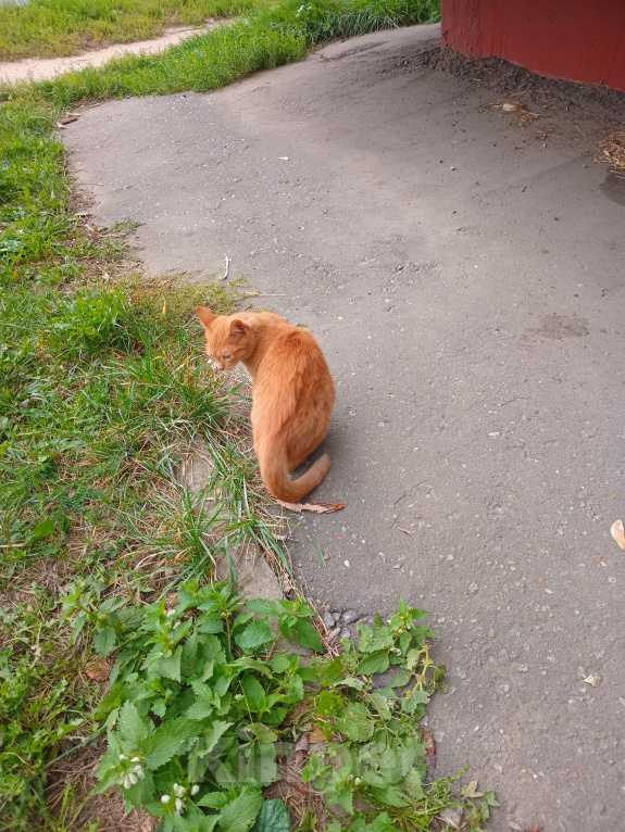 Кошки в Москве: Котенок Искорка ищет дом Девочка, Бесплатно - фото 5