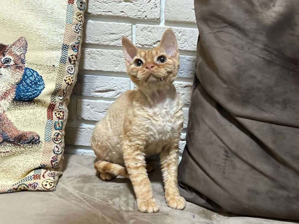Кошки в Москве: девон рекс котик рыжий Мальчик, 65 000 руб. - фото 8