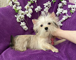 Собаки в Москве: Йорк мини девочка золотая игривая Девочка, 70 000 руб. - фото 8