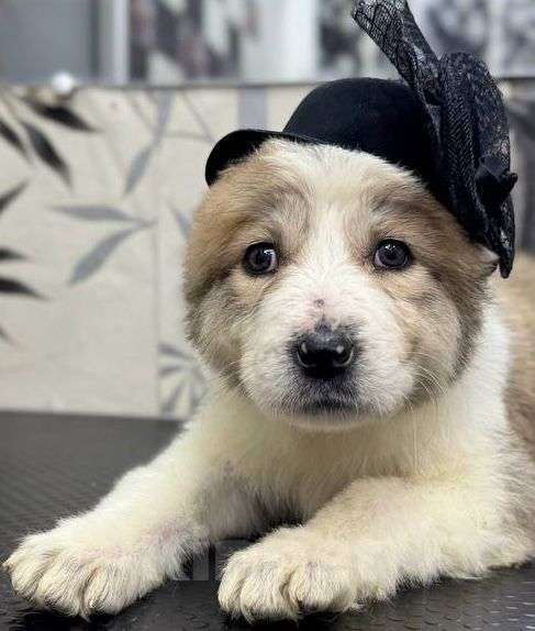 Собаки в Воронеже: щенки САО Девочка, 60 000 руб. - фото 6