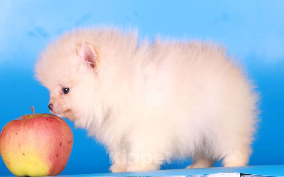 Собаки в Москве: померанский шпиц девочка супер мини Девочка, 50 000 руб. - фото 7