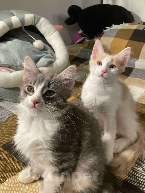 Кошки в Москве: Котенок от домашней кошки в дар ответственним Мальчик, Бесплатно - фото 4