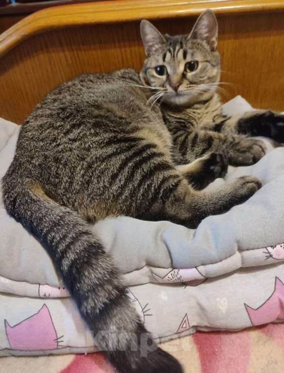 Кошки в Москве: Нежная кошечка Пуговка ждёт свою семью Девочка, Бесплатно - фото 5