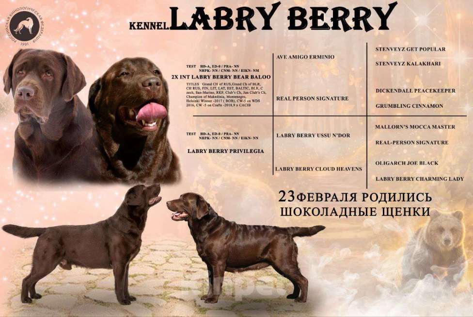 Собаки в Москве: Щенки лабрадора шоколадные Мальчик, Бесплатно - фото 2