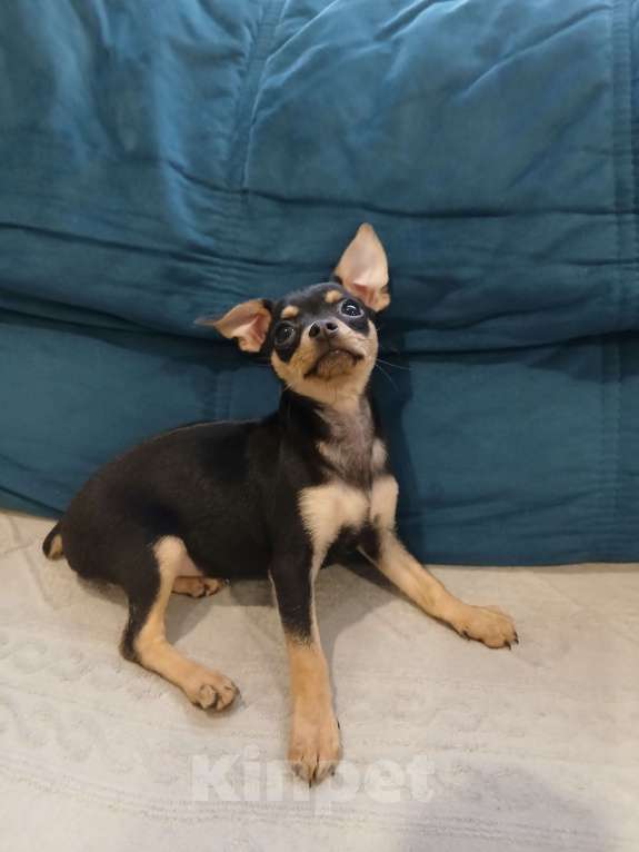 Собаки в Приморско-Ахтарске: Той-терьер Девочка, Бесплатно - фото 3