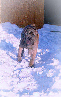 Две девочки кане корсо.