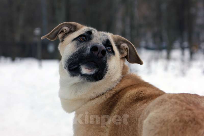 Собаки в Москве: Щенок кангала Сильва в добрые руки Девочка, Бесплатно - фото 3