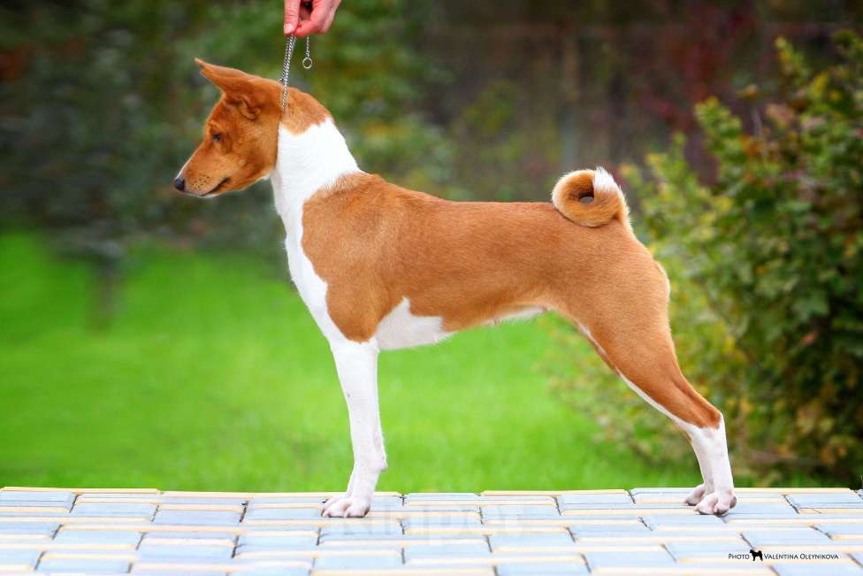 Собаки в Севастополе: Щенки басенджи (запись в лист ожидания) Мальчик, 80 000 руб. - фото 2