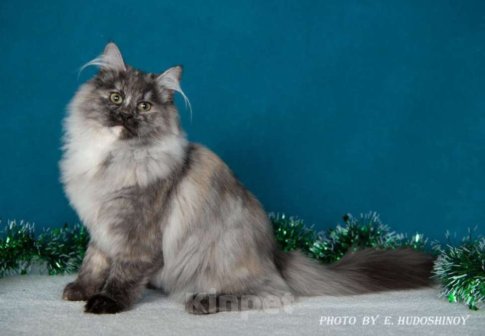 Кошки в Зеленограде: Сибирский котёнок  Девочка, 70 000 руб. - фото 7