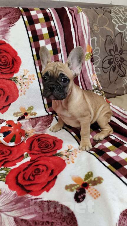 Собаки в других городах Нижегородской области: Продам щенков французского бульдога Разнополые, 40 000 руб. - фото 4