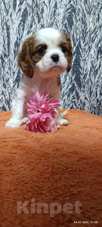 Собаки в Ярославле: щенки Кавалер Кинг Чарльз спаниель Девочка, 80 000 руб. - фото 4