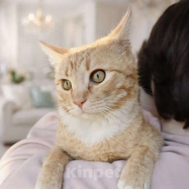 Кошки в других городах Московской области: Кот в добрые руки Мальчик, Бесплатно - фото 5