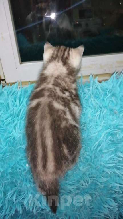 Кошки в Москве: Шотландские котята шиншилла  Девочка, 18 000 руб. - фото 8