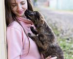 Собаки в Москве: Тигровая девочка в добрые руки Девочка, Бесплатно - фото 4