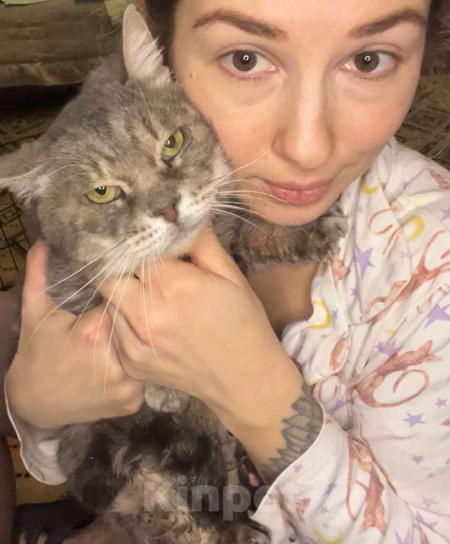 Кошки в Москве: Пристраивается красивейший крупный серый кот по имени Котя. Мальчик, Бесплатно - фото 4
