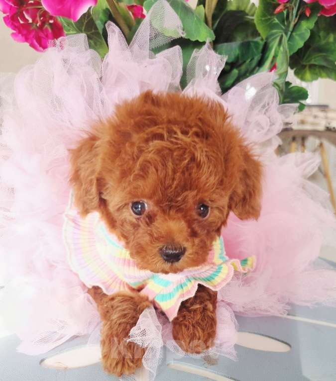 Собаки в Новосибирске:  теди тикап девочка от китайской пары  Девочка, 120 000 руб. - фото 6