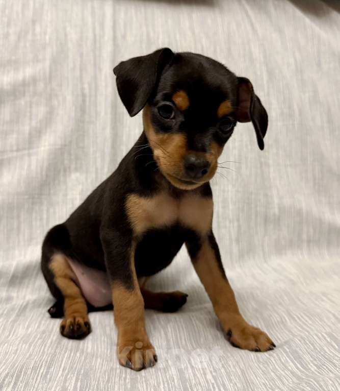 Собаки в Москве: Щенок пражский крысарик Девочка, Бесплатно - фото 3