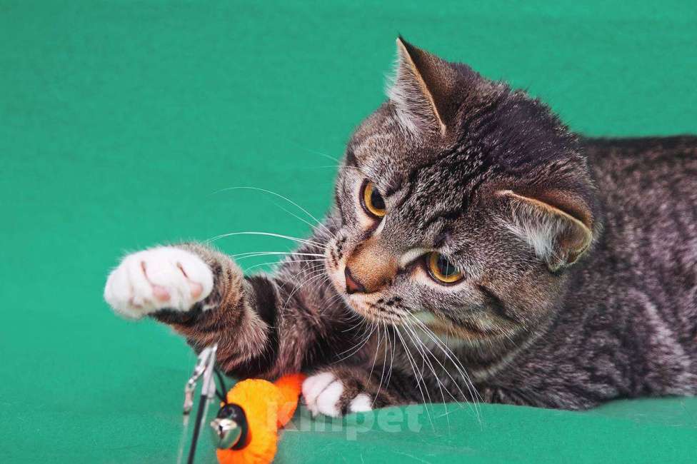 Кошки в Москве: Котёнок Яся ищет чудесный дом Девочка, 33 руб. - фото 1