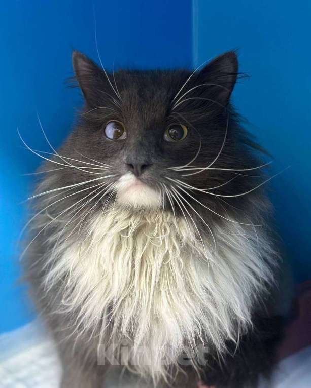 Кошки в Москве: Срочный поиск дома для бывшедомашнего породистого котика Мальчик, Бесплатно - фото 1