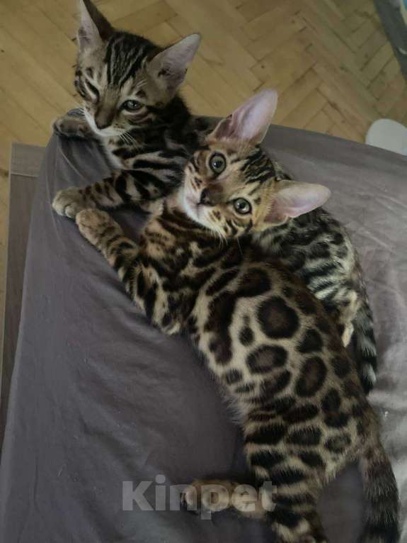 Кошки в Санкт-Петербурге: Желтик Мальчик, 16 000 руб. - фото 3