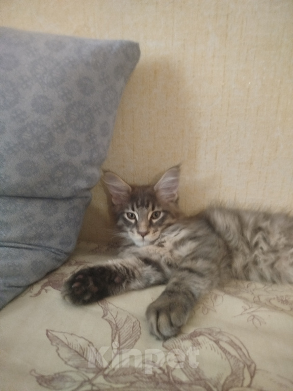 Кошки в Балашихе: Котенок мейн кун Мальчик, 20 000 руб. - фото 2