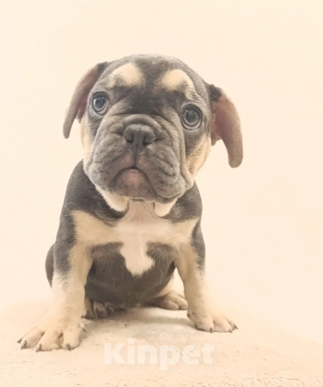 Собаки в Ореховом-Зуево: Французский бульдог Девочка, 40 000 руб. - фото 3