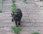 Кошки в Ногинске: Я ищу тебя ...... Девочка, Бесплатно - фото 2
