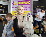 Собаки в Челябинске: Мальтийская болонка вязка Мальчик, 2 500 руб. - фото 4