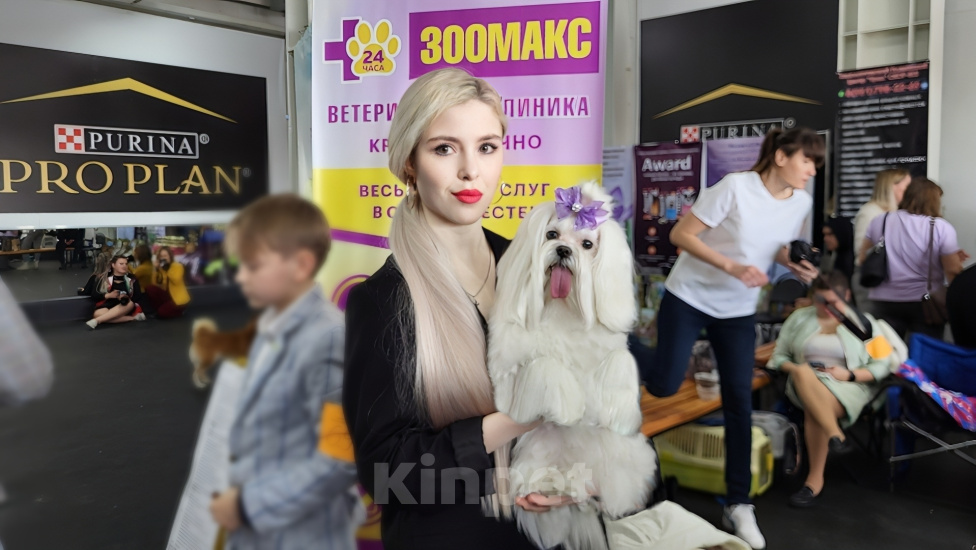 Собаки в Челябинске: Мальтийская болонка вязка Мальчик, 2 500 руб. - фото 4