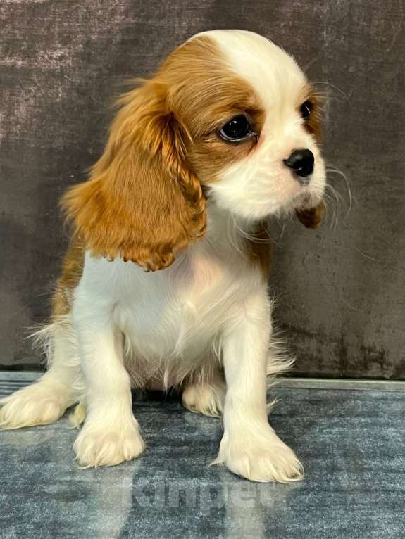 Собаки в Санкт-Петербурге: БЕСТ ИЛРЕАН КАДО Девочка, 190 000 руб. - фото 4