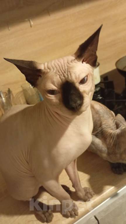 Кошки в Москве: Канадский сфинкс Мальчик, 10 000 руб. - фото 2
