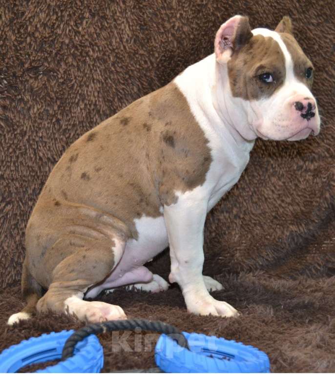Собаки в других городах Московской области: Американский Булли XL Мальчик, 120 000 руб. - фото 5