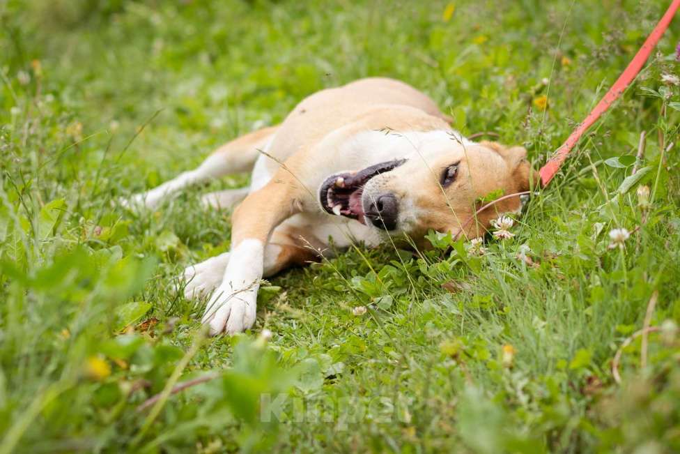 Собаки в Москве: Небольшой, домашний пёсик в писках своей семьи Мальчик, Бесплатно - фото 4