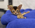 Кошки в Липецке: Продается абиссинский котенок  Мальчик, 60 000 руб. - фото 6