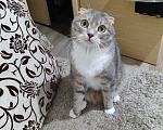 Кошки в других городах Ленинградской области: Отдам в добрые руки кота Мальчик, 50 руб. - фото 1