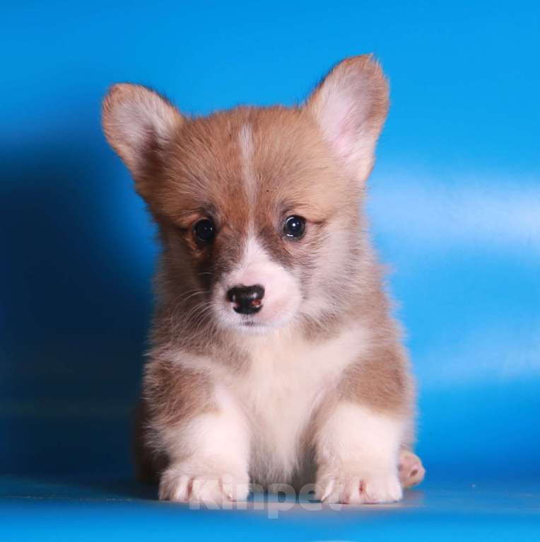 Собаки в Москве: вельш корги пемброк щекни Мальчик, 80 000 руб. - фото 6