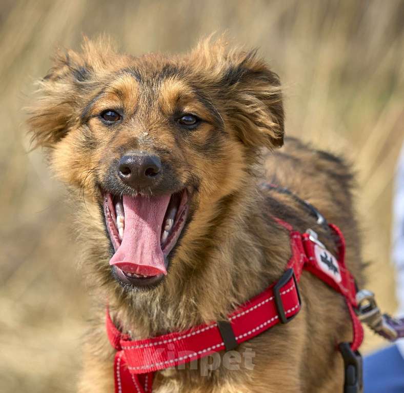 Собаки в Москве: ЗАБЕРИ МЕНЯ из приюта ДОМОЙ  Девочка, Бесплатно - фото 2