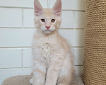 Кошки в Краснодаре: Продаётся котёнок Мейн-куна Мальчик, 50 000 руб. - фото 1