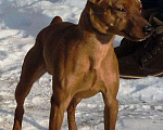 Собаки в Санкт-Петербурге: Цвергпинчер - Кобель для Вязки. Мальчик, 3 000 руб. - фото 6