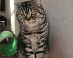 Кошки в Новоалтайске: Кошечка Линайна 1,5г, стерилизована, лотоки5+, Бесплатно - фото 1