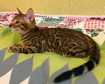 Кошки в Ливны: Бенгальский котик, 20 000 руб. - фото 5