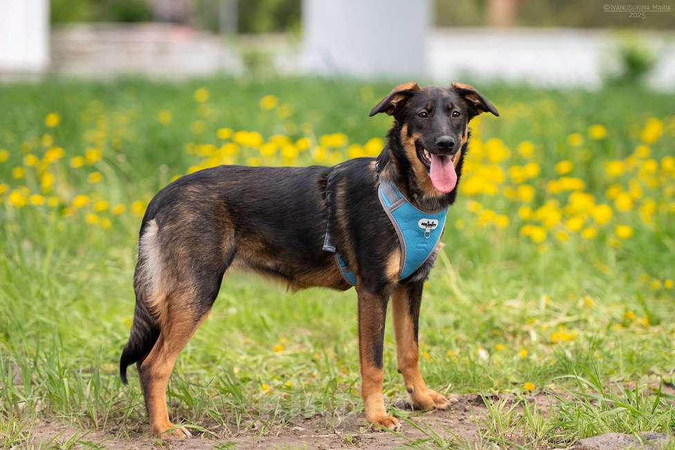 Собаки в Москве: Эльза - для горячих сердцем Девочка, Бесплатно - фото 9