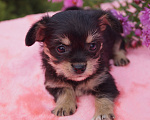 Собаки в Москве: Чудо любви- метис мальчик Мальчик, 13 000 руб. - фото 1