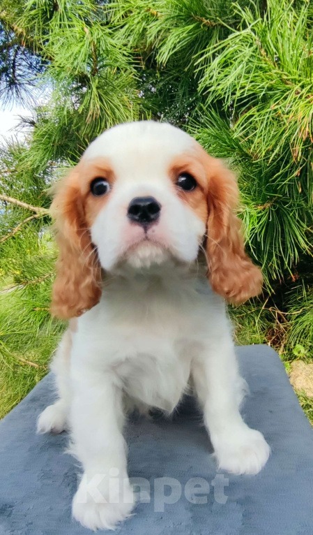 Собаки в Санкт-Петербурге: Красивый мальчик Кавалер Кинг Чарльз спаниель  Мальчик, 75 000 руб. - фото 3