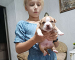 Собаки в Краснодаре: щенки Амбулли Мальчик, Бесплатно - фото 2