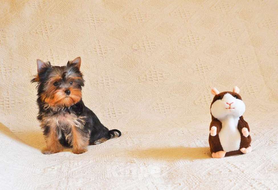 Собаки в Москве: Йоркширский терьер-супер щеночки в ваш дом Мальчик, 15 000 руб. - фото 3