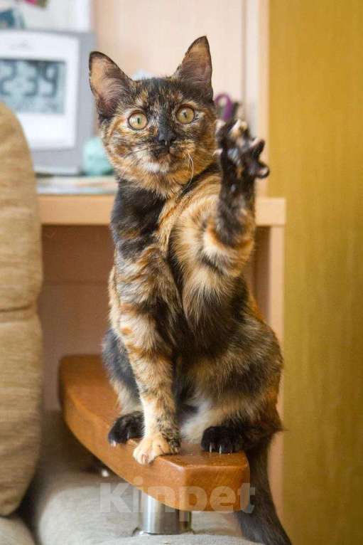 Кошки в Люберцах: Эксклюзивная милота - Пятнашка Девочка, Бесплатно - фото 4