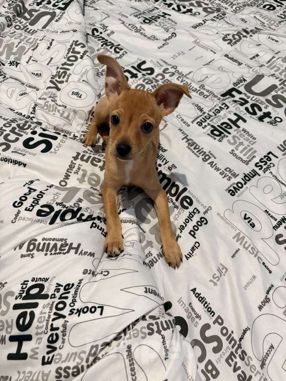 Собаки в Нововоронеже: Продаю рыжее счастье  Девочка, 5 000 руб. - фото 2